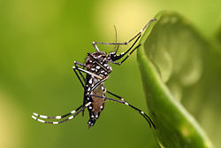 Homeopatia para dengue: remédios aliviam os sintomas